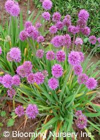 Allium senescens                                  